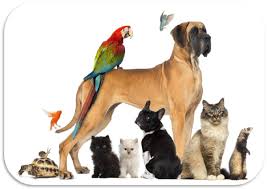 Decalogo coronavirus e assistenza agli animali